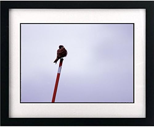 ART PRINT (8.5" x 11") - Artist's Lovely "American Kestrel In Lamar Valley" [Yellowstone National Park] - This Gorgeous Print Comes From A Collection Of Nature Themed Photographs Celebrating Nature And The Splendor Of America's Natural Beauty And Is Reprinted On Quality Photo Paper - This Print Comes Ready To Be Framed (mat and frame are not included) - This Is A Great Print To Bring Nature Inside And Add A Personal Touch To Your Home Or Office Decor -- The Print Looks Amazing When Framed And Displayed Either Separately Or As Part Of A Series - Makes A Wonderful Gift [Nature/Animals/Landscapes/Birds/Animals/Insects/Fish/Sunrise/Sunset/Weather/Parks/Outdoors]