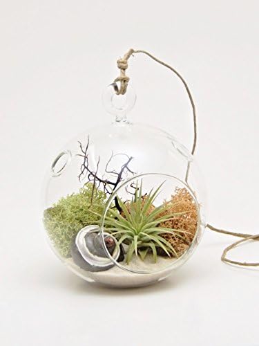 Small Air Plant Terrarium Combo Kit / Nautical Under the Sea / Round Glass Kit Only