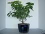 Citrus Cocktail Bonsai Tree by Sheryls Shop