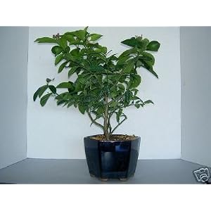 Citrus Cocktail Bonsai Tree by Sheryls Shop by 