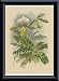 Lindenia Orchids I, Art Poster
