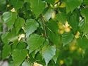 10 x Betula Pendula - Silver Birch Tree BAREROOT 60-90cm