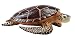 Incredible Creatures- Sea Turtle