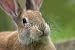 Wallmonkeys Peel and Stick Wall Decals - Rabbit - Removable Graphic