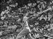 Action Shot of Chicago Cub's Ernie Banks, Following Direction of Baseball Resulting from His Hit Premium Photographic Poster Print by John Dominis, 18x24
