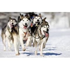 Hundeschlitten Kurs