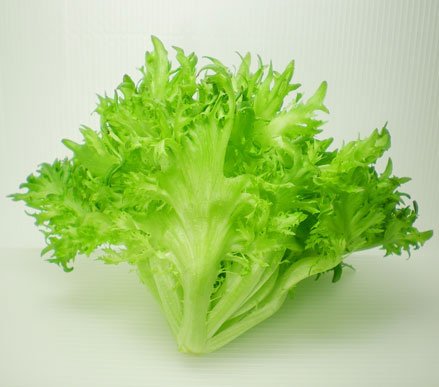 クリーンリーフ信州 「洗わなくていい無農薬野菜」 みずみずしい フレアーレタス