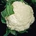 Snow Crown Cauliflower - 4 Plants