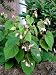 Hardy Begonia Grandis 20 Seeds