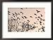 Crows Fly Over a Tree Where Others are Already Camped for the Night at Dusk in Bucharest Romania Associated Press Collection Framed Photographic Poster Print, 21x17