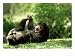Malayan Sun Bear, Playing, Zoo Animal Animals Photographic Poster Print by Stan Osolinski, 24x18