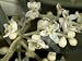 Tiny Flowers of Olea Europaea, the Olive Tree Photographic Poster Print by Stephen Sharnoff, 18x24