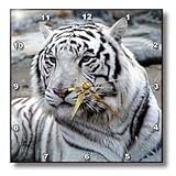 Tigers - White Tiger - Wall Clocks