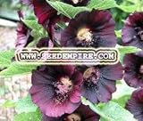 HOLLYHOCK ALCEA ROSEA Nigra - - - 5 Flower Seeds - B001JY3RII