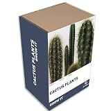 Review The Urban Garden  / grow it cactus plants kits