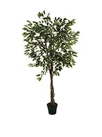 Evergreens Planta Artificial Fixus Exotica Verde