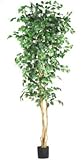 7' Ficus Silk Tree