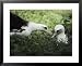 Gentle greeting, demure response mark the courtship of the Laysan albatross Photographers Framed Art Poster Print by William Allen, 31x25