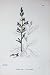 Botany Plants C1902 Acrid Lobelia Urens Flowers Colour