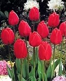 Red Oxford Tulip 50 Bulbs - Super Value - Super Hardy!