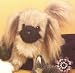 Stuffed Pekingese