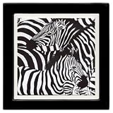 Set of Four Zebras Ambiance Coasters - Style ANES1