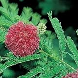 Kids - Mimosa Sensitive Plant