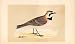 SHORE LARK British Birds 1st Ed Morris 1851 Image