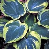 Earth Angel Hosta-Blue/Green Foliage-Creamy/White Edge
