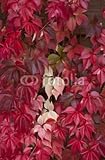 Wallmonkeys Peel and Stick Wall Decals - Covered Wooden Fence during Autumn. Overgrown with Wild Vine. - 48