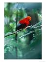 Andean Cock of the Rock, Male Courtship Display, Choco Darien Cloud Forest, Ecuador Photographic Poster Print by Mark Jones, 12x16
