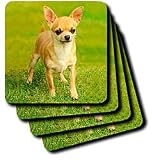 Dogs Chihuahua - Chihuahua - Coasters