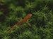 A Red-Spotted Newt, Notophthalmus Viridescens, Crosses a Mossy Patch Photographic Pos...