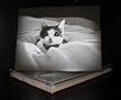 Talk to the Paw! Greeting Cards - Snooze button