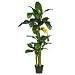 6' Triple Stalk Banana Silk Tree