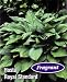 Royal Standard Hosta - Fragrant Flower - Shiny Foliage