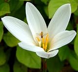 White Fairy Lily 15 Bulbs - Indoors / Out - Zephyranthes - B000OH6PV2