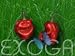 Garten & Freizeit : Habanero Red Rot Capsicum chinense Chilisamen