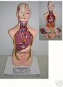 The Human Torso - Anatomical Model