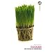 Ecolocash : Une �cologie de circonstance