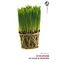 Ecolocash : Une �cologie de circonstance