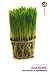 Ecolocash : Une �cologie de circonstance