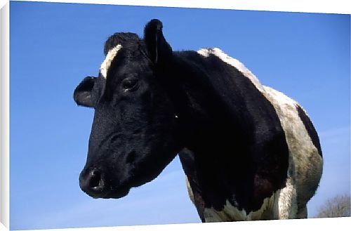 Canvas Prints of Friesian cow from Country Life 