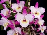 Dendrobium Super Ise Split Personality AM/AOS
