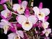Dendrobium Super Ise 'Split Personality' AM/AOS