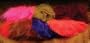 Marabou Strung Blood Quill ::: Fly Tying Material