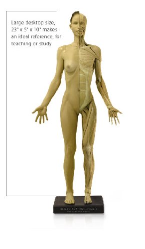 Female Anatomy Figure: Version 1