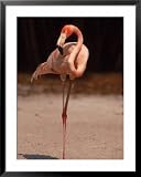 Pink Flamingo Standing Photography Framed Art Poster Print by Larry Lipsky, 31x39