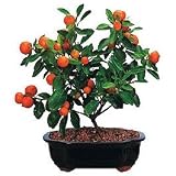 Mini Orange Bonsai Tree by Sheryls Shop