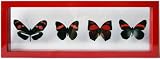 Red Framed Butterflies Collection Display